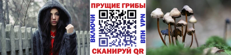 Галлюциногенные грибы Cubensis  купить закладку  Липецк 